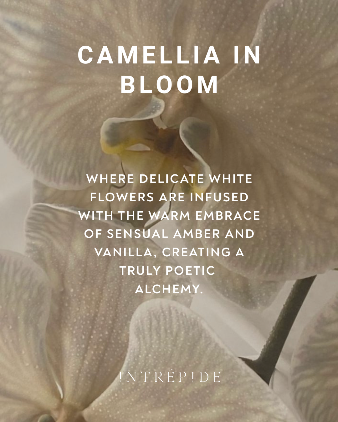 Camellia in Bloom Candle